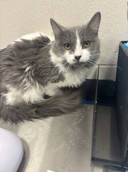 Rescue Domestic Medium Hair Cats for Adoption in Sheboygan, Wisconsin - Clifford | PetCurious