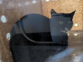 Domestic Short Hair Cats Available for Adoption - BARN CAT ELSEWHERE | PetCurious