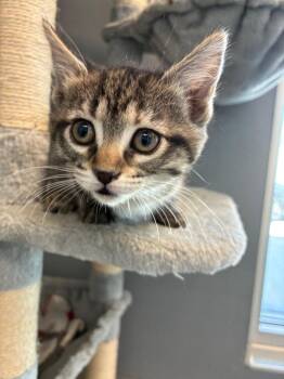 Clotilde -  Domestic Short Hair Cat Available for Adoption in Bloomington, Indiana - Clotilde | PetCurious