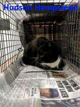 Rescue Domestic Short Hair Cats for Adoption in Westbury, New York - Hudson Hempstead | PetCurious