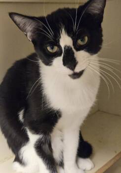 Domestic Short Hair Cats Available for Adoption in Windsor, Connecticut - Bombolino | PetCurious