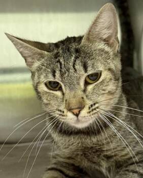 Melody -  Domestic Short Hair Cat for Adoption in Eugene, Oregon - Melody | PetCurious