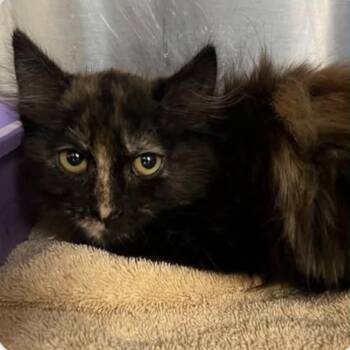 Pebbles -  Tortoiseshell and Domestic Medium Hair Cat for Adoption in Antioch, California - Pebbles | PetCurious