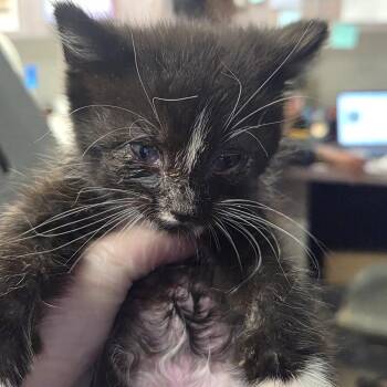 Tom -  Domestic Short Hair Cat for Adoption in Newark, New Jersey - Tom | PetCurious