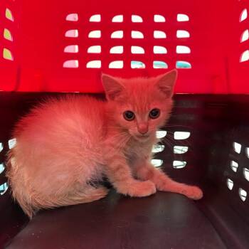 Sandy -  Domestic Short Hair Cat for Adoption in Lynchburg, Virginia - Sandy | PetCurious