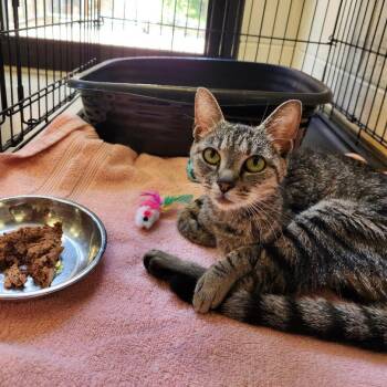 Nena -  Domestic Short Hair Cat for Adoption in Rocky Mount, Virginia - Nena | PetCurious