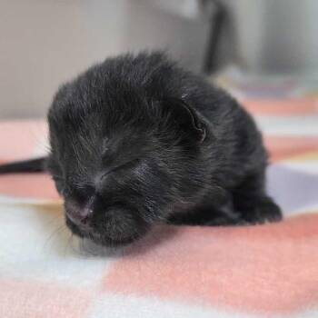 Domestic Short Hair Cats Available for Adoption in Leander, Texas - Dabra | PetCurious