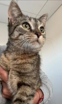 Rescue Domestic Short Hair Cats for Adoption in Greenfield, Indiana - Layla | PetCurious