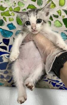 HILDA -  Domestic Short Hair Cat for Adoption in Pensacola, Florida - HILDA | PetCurious