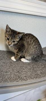 Lima Bean -  Domestic Short Hair Cat for Adoption in Venice, Florida - Lima Bean | PetCurious