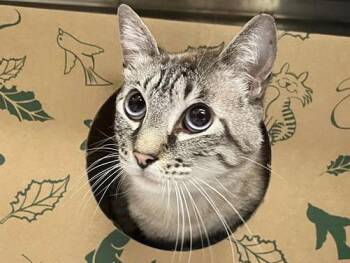 Siamese Cats Available for Adoption in Brentwood, Missouri - SIMBA | PetCurious