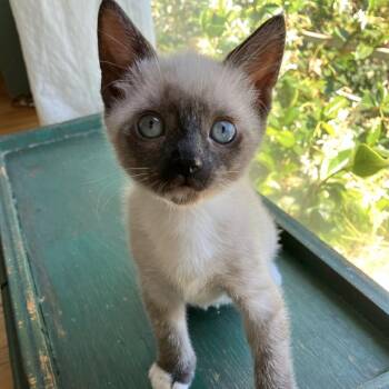 Cornichon -  Siamese Cat for Adoption in Los Angeles, California - Cornichon | PetCurious