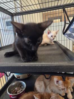 Domestic Short Hair Cats Available for Adoption in Bossier City, Louisiana - Figaro | PetCurious
