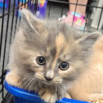 Sailor -  Domestic Medium Hair Cat Available for Adoption in Idaho Falls, Idaho - Sailor | PetCurious