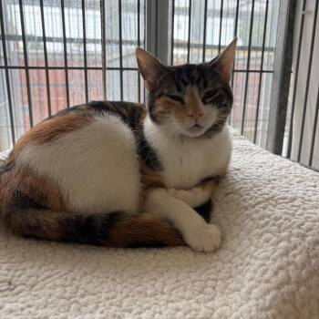Violet -  Domestic Short Hair Cat Available for Adoption in Goleta, California - Violet | PetCurious