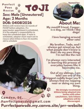 Toji -  Domestic Short Hair Cat for Adoption in Milton, Delaware - Toji | PetCurious