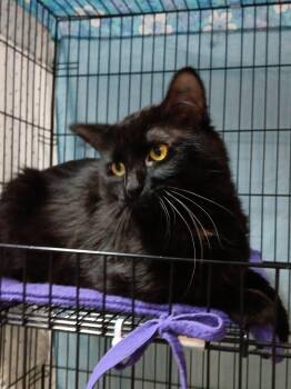Kaiden -  Domestic Medium Hair Cat for Adoption in Chisholm, Minnesota - Kaiden | PetCurious