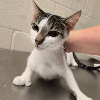 Alaina -  Domestic Short Hair and Extra Toes Cat Hemingway Polydactyl Cat for Adoption in South Bend, Indiana - Alaina | PetCurious
