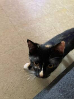 Cali -  Domestic Short Hair Cat for Adoption in Winnipeg, Manitoba - Cali | PetCurious