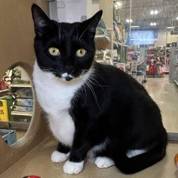 Madam President 2026 -  Tuxedo and Domestic Short Hair Cat for Adoption in Cincinnati, Ohio - Madam President 2026 | PetCurious