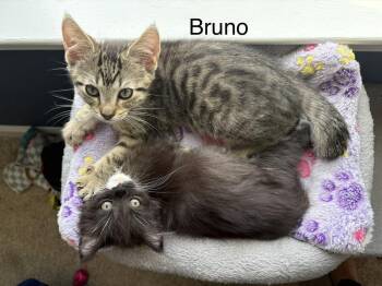 Bruno (Hilltown Braves) -  Domestic Short Hair Cat for Adoption in Telford, Pennsylvania - Bruno (Hilltown Braves) | PetCurious