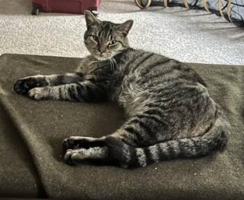 Pillsbury  (FIV+) -  Domestic Short Hair Cat for Adoption in Savannah, Georgia - Pillsbury  (FIV+) | PetCurious