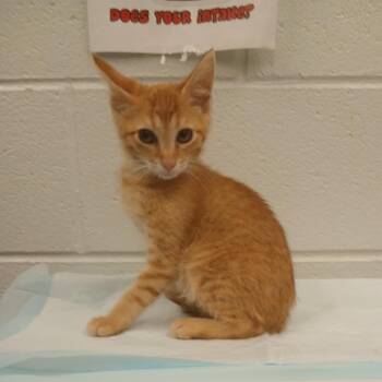 Bagheera (orange 4) -  Domestic Short Hair Cat Available for Adoption in Chattanooga, Tennessee - Bagheera (orange 4) | PetCurious