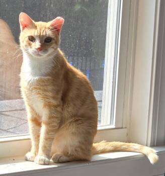Rock -  Domestic Short Hair Cat for Adoption in Evans, Georgia - Rock | PetCurious