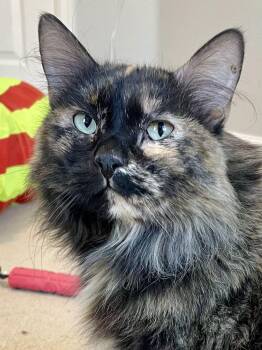 Domestic Medium Hair Cats Available for Adoption - Goose | PetCurious