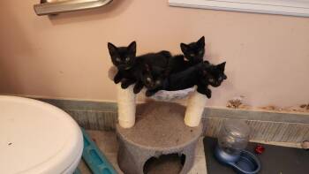 Rescue Domestic Short Hair Cats for Adoption in Berkeley Heights, New Jersey - COME JOIN THE BAND - 6 Kittens | PetCurious