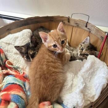 Marshall -  Domestic Short Hair Cat for Adoption in Madison, Wisconsin - Marshall | PetCurious