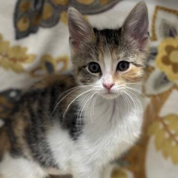 Dolly -  Domestic Short Hair Cat for Adoption in Matteson, Illinois - Dolly | PetCurious