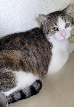 Domestic Short Hair Cats Available for Adoption in Oviedo, Florida - Simon Rivera | PetCurious