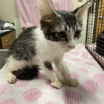 A613394 -  Domestic Short Hair Cat for Adoption in Modesto, California - A613394 | PetCurious