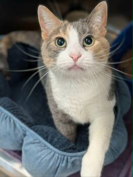 Chi Chi -  Domestic Short Hair Cat for Adoption in Chambersburg, Pennsylvania - Chi Chi | PetCurious