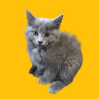 Ash (fka Apollo) -  Domestic Short Hair Cat for Adoption in Tuscaloosa, Alabama - Ash (fka Apollo) | PetCurious
