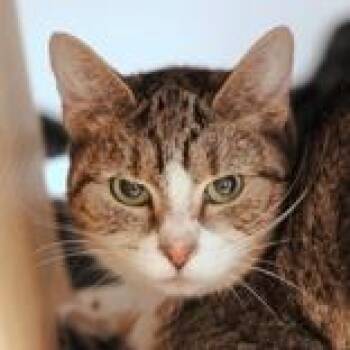 Domestic Short Hair Cats Available for Adoption in Hilliard, Ohio - Shawna | PetCurious