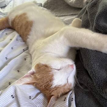 Noor C70092 -  American Shorthair Cat for Adoption in Minnetonka, Minnesota - Noor C70092 | PetCurious