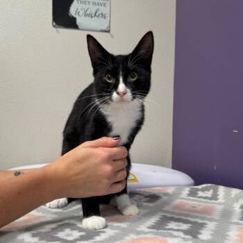 Delilah -  Domestic Short Hair Cat for Adoption in Englewood, Florida - Delilah | PetCurious