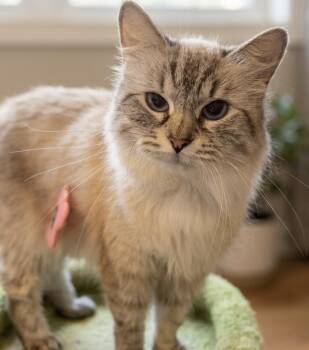 Ragdoll and Siamese Cats Available for Adoption in Oakwood, Georgia - Millie | PetCurious