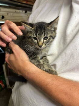 Rescue Domestic Short Hair Cats for Adoption - SallyBrown | PetCurious