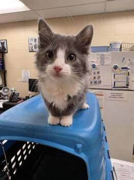DJ -  Domestic Long Hair Cat for Adoption in Aliquippa, Pennsylvania - DJ | PetCurious