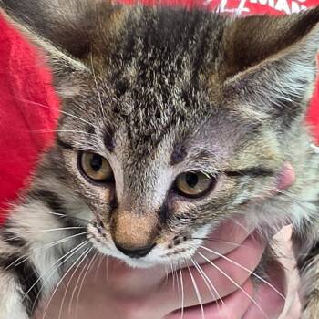 Lilac -  Domestic Short Hair Cat for Adoption in Leander, Texas - Lilac | PetCurious