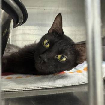 Boogie -  Domestic Short Hair Cat for Adoption in Des Moines, Iowa - Boogie | PetCurious