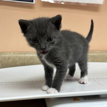 Willow 8117 -  Domestic Short Hair Cat for Adoption in Hamilton, Georgia - Willow 8117 | PetCurious
