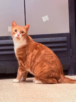 Domestic Short Hair Cats Available for Adoption - Zuko | PetCurious