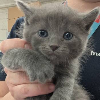 Chikorita -  Domestic Short Hair Cat for Adoption in Indianapolis, Indiana - Chikorita | PetCurious