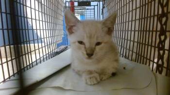 A2795644 -  Siamese Cat for Adoption in Doral, Florida - A2795644 | PetCurious