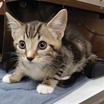 Rescue Domestic Short Hair Cats for Adoption - PRINCESS PEACH | PetCurious