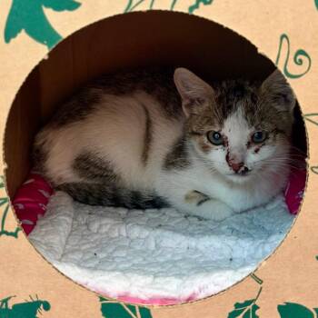 RoadRunner -  Domestic Short Hair Cat for Adoption in Fairport, New York - RoadRunner | PetCurious